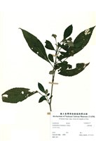 藏品(臺灣馬藍)的圖片